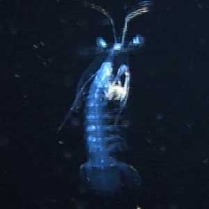 Amphipod or Mantis Shrimp? - Reef Central Online Community